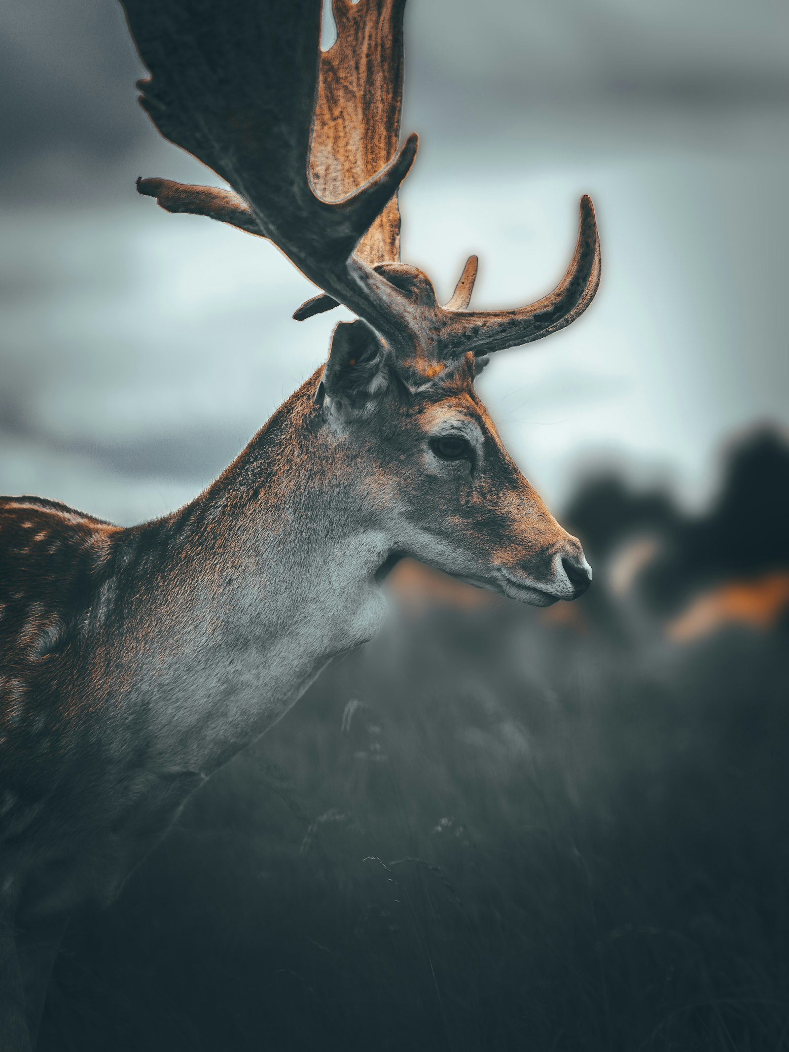 Sony a7S II + Sony FE 85mm F1.4 GM sample photo. Brown deer in close photography