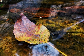 Close-up of a brown trout resting on a bed of autumn leaves near the water's edge