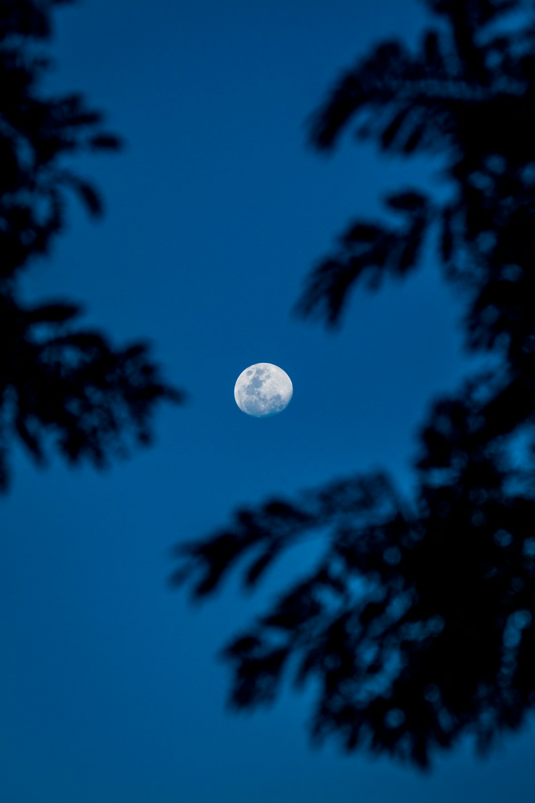 full moon over green trees