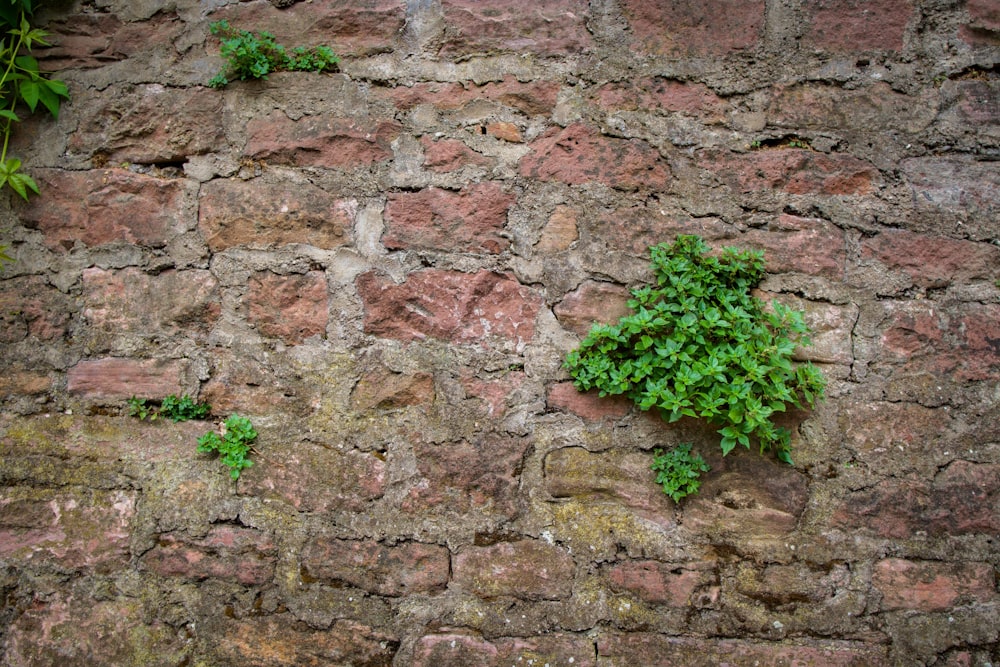 Planta verde en pared de ladrillo marrón