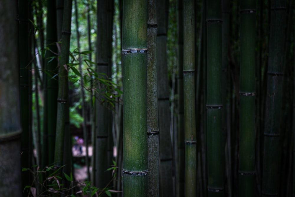 green bamboo tree during daytime