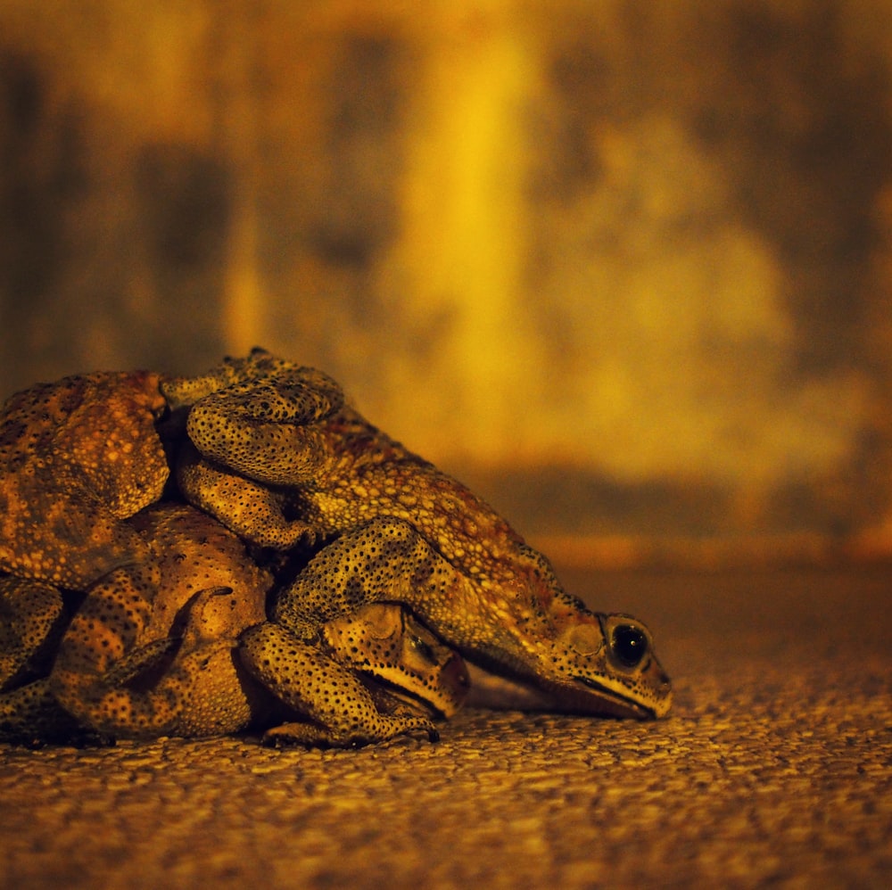 brown frog on brown sand