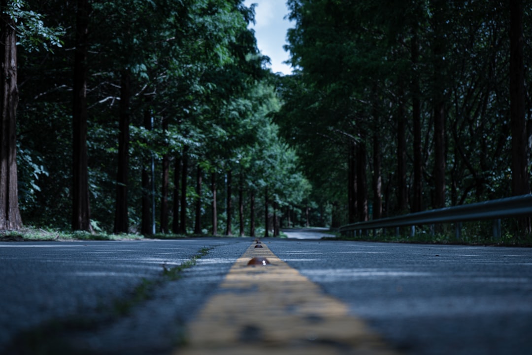 gray concrete road between green trees during daytime