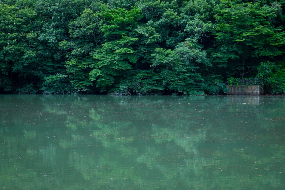 green trees beside body of water during daytime