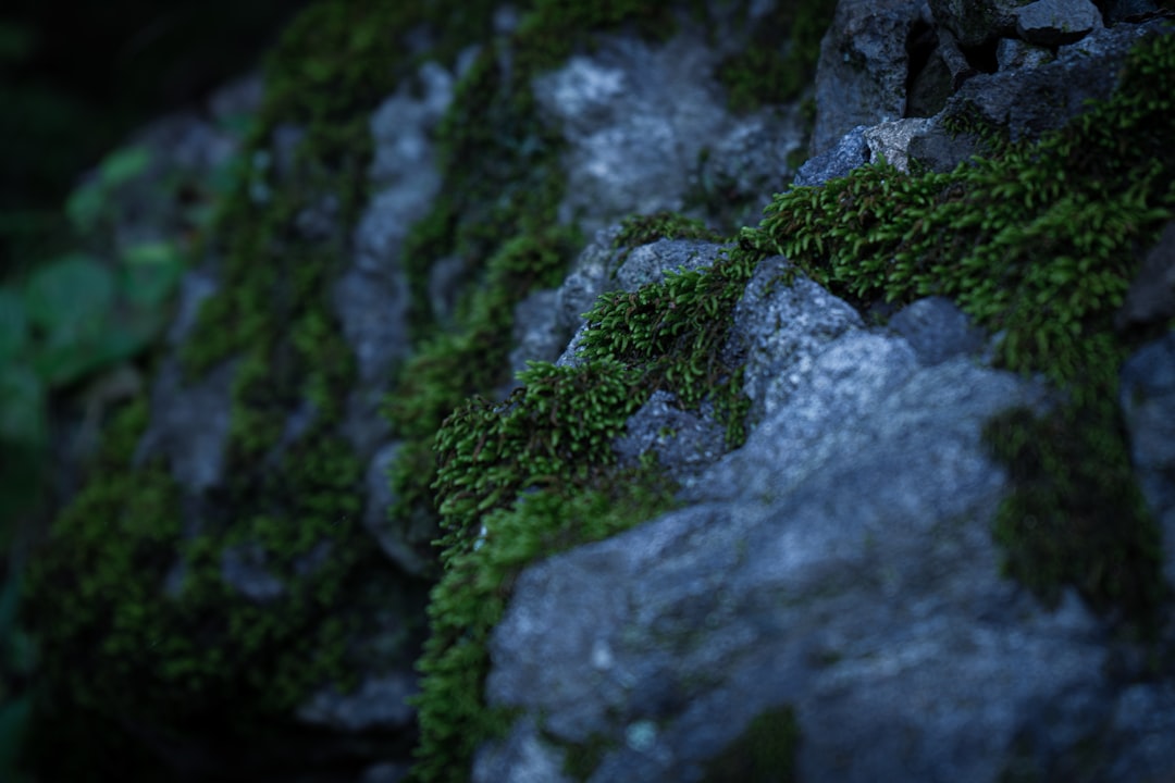 green moss on gray rock