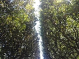 A pathway is formed by two rows of dense, leafy trees with a clear sky peeking through the canopy. The leaves are a rich green with patches of sunlight filtering through.