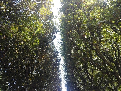 A pathway is formed by two rows of dense, leafy trees with a clear sky peeking through the canopy. The leaves are a rich green with patches of sunlight filtering through.