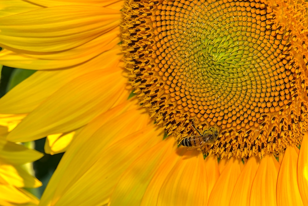 yellow sunflower in close up photography