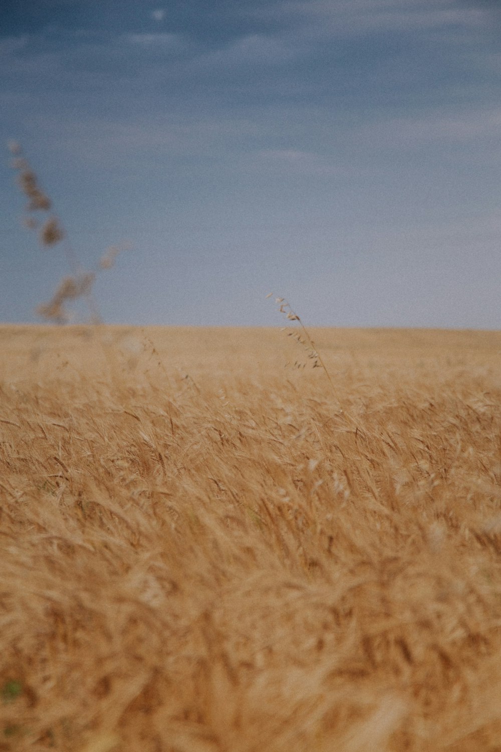 brown grass field during daytime