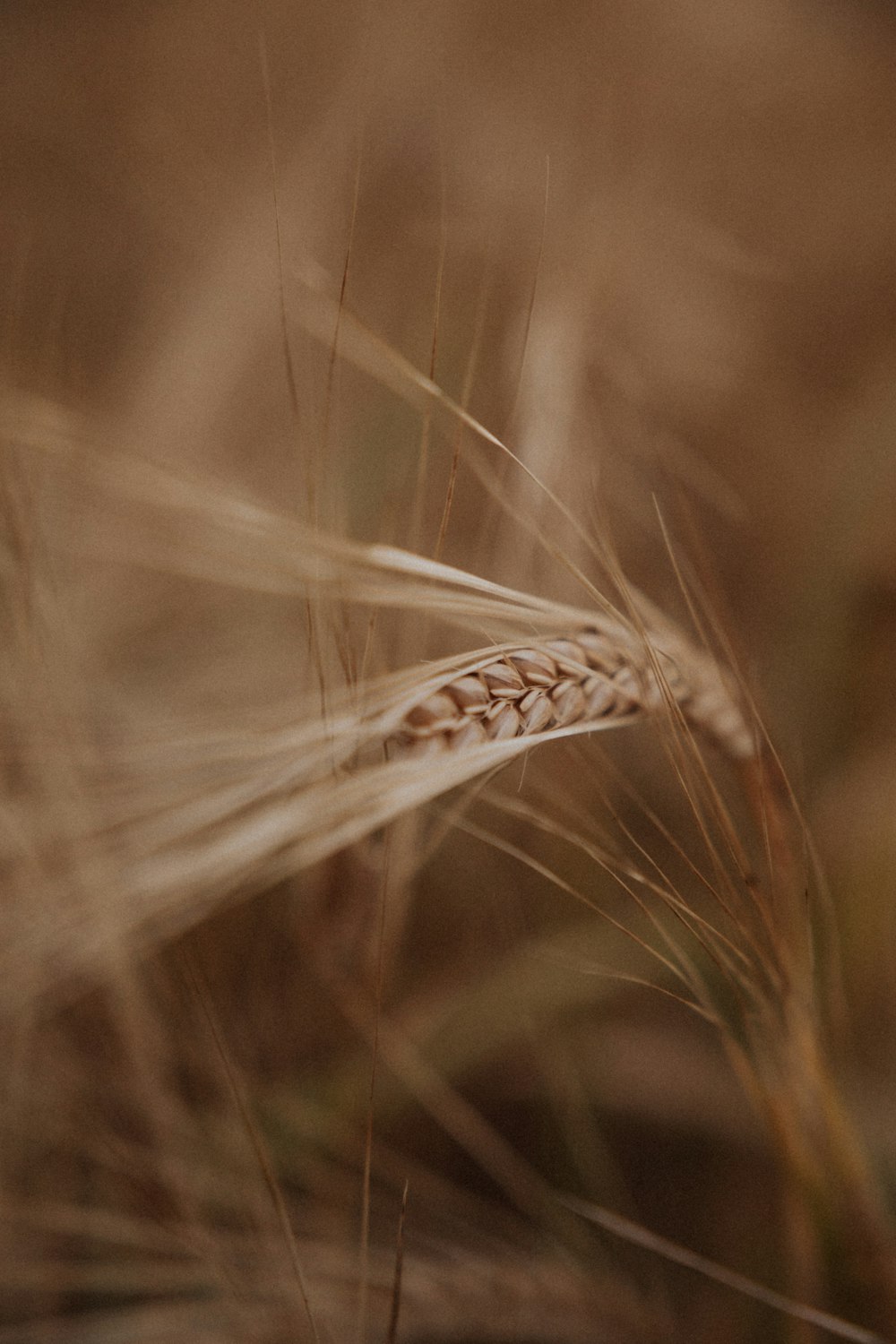 brown wheat in close up photography