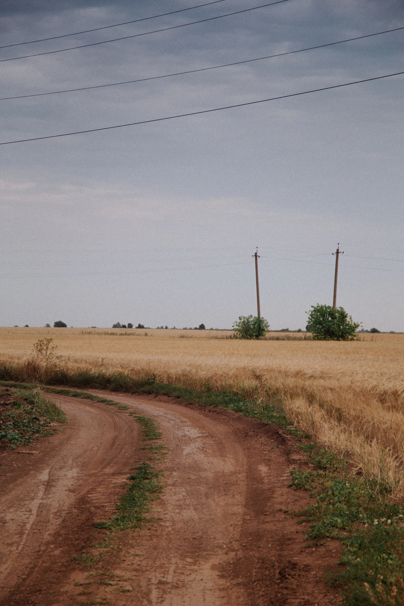 A dirt road through farmland lined with utility poles