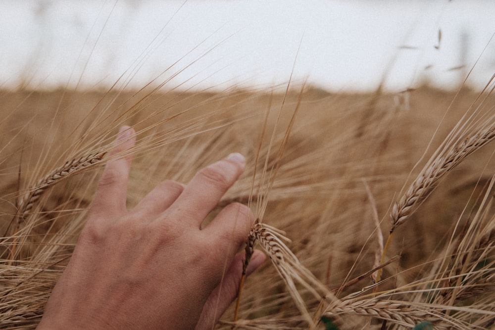 person holding wheat during daytime