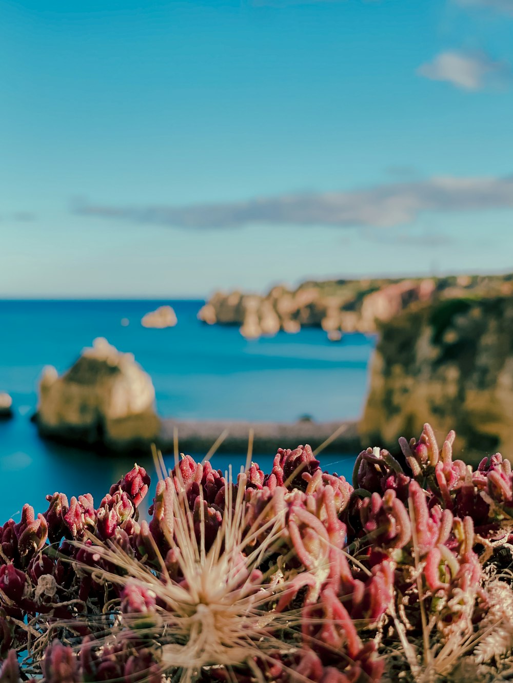 pink flowers near body of water during daytime