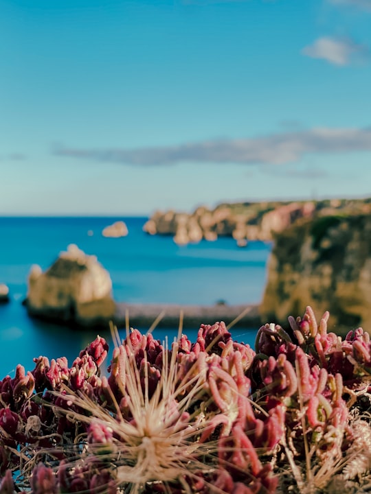 pink flowers near body of water during daytime in Lagos Portugal