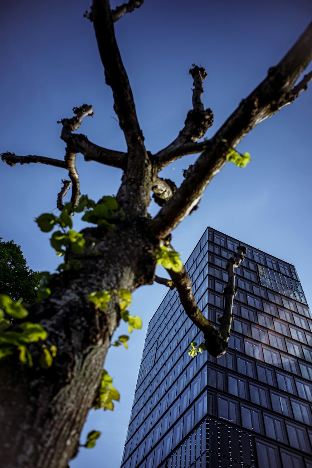 green tree near blue building during daytime