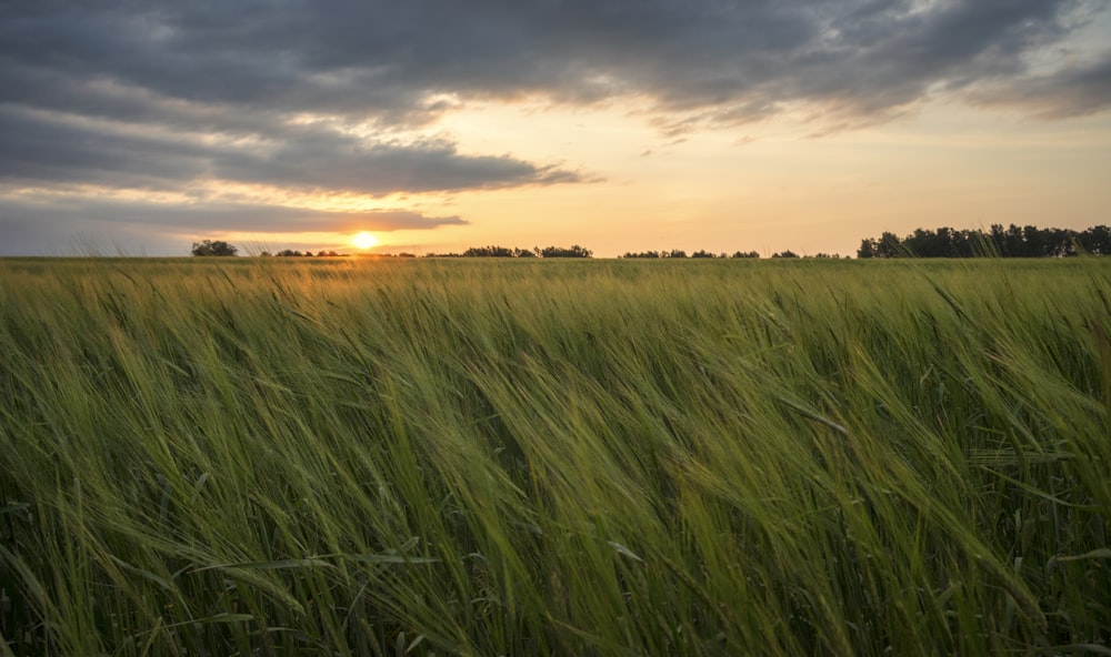 green grass field during sunset