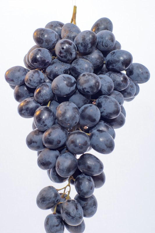A single dense bunch of ripe dark blue wine grapes