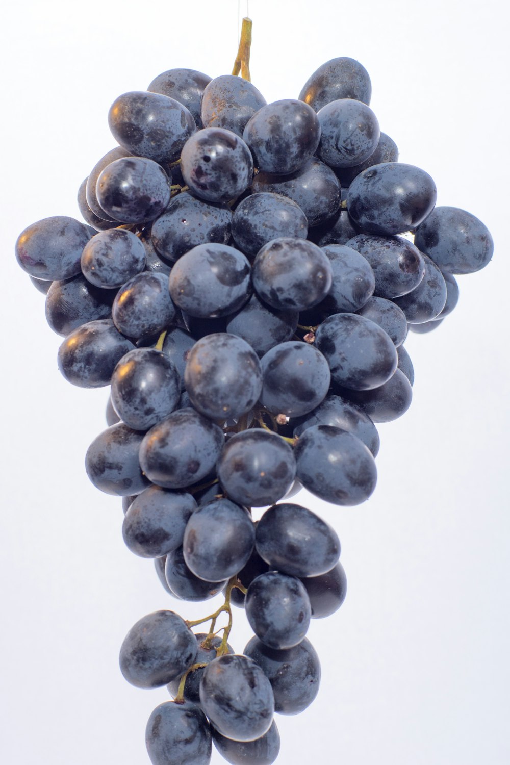 500+ Grapes Pictures [HQ] | Download Free Images on Unsplash
