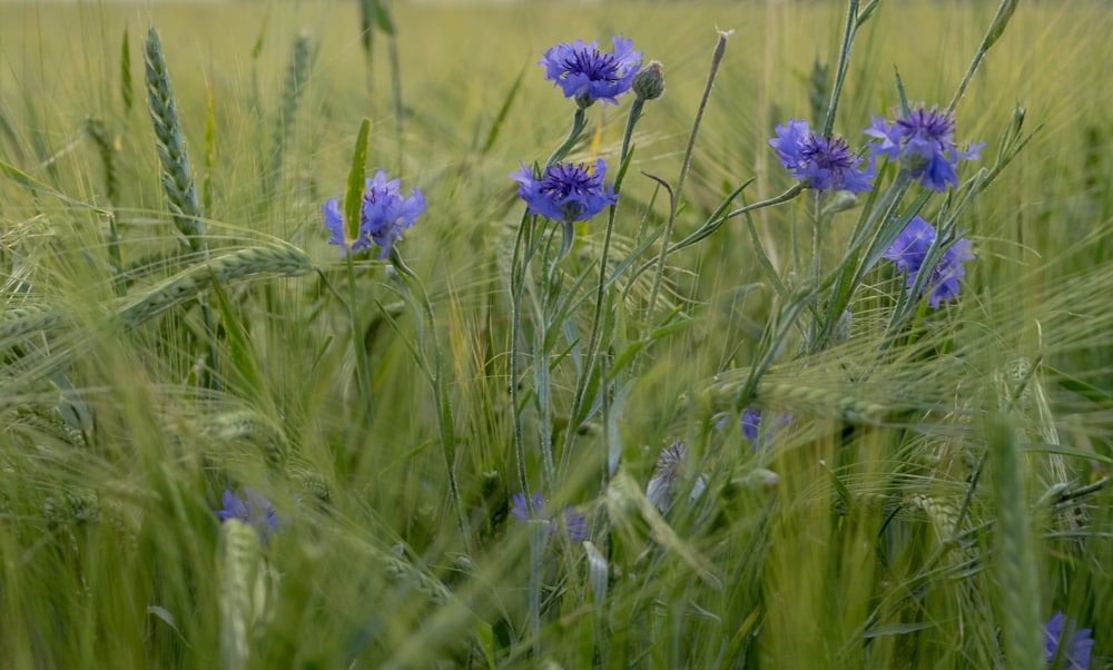 purple flower in green grass field during daytime