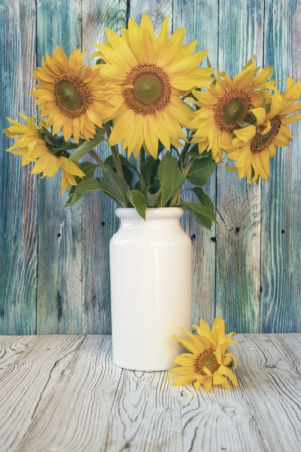 girasole giallo in vaso in ceramica bianca