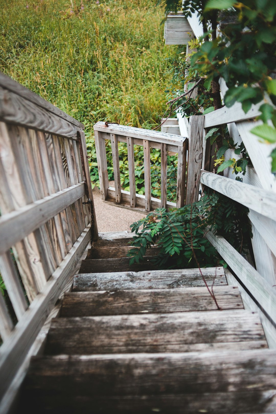 brown wooden stairs beside green plants