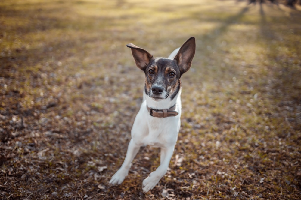 white and brown short coated dog on brown dried leaves