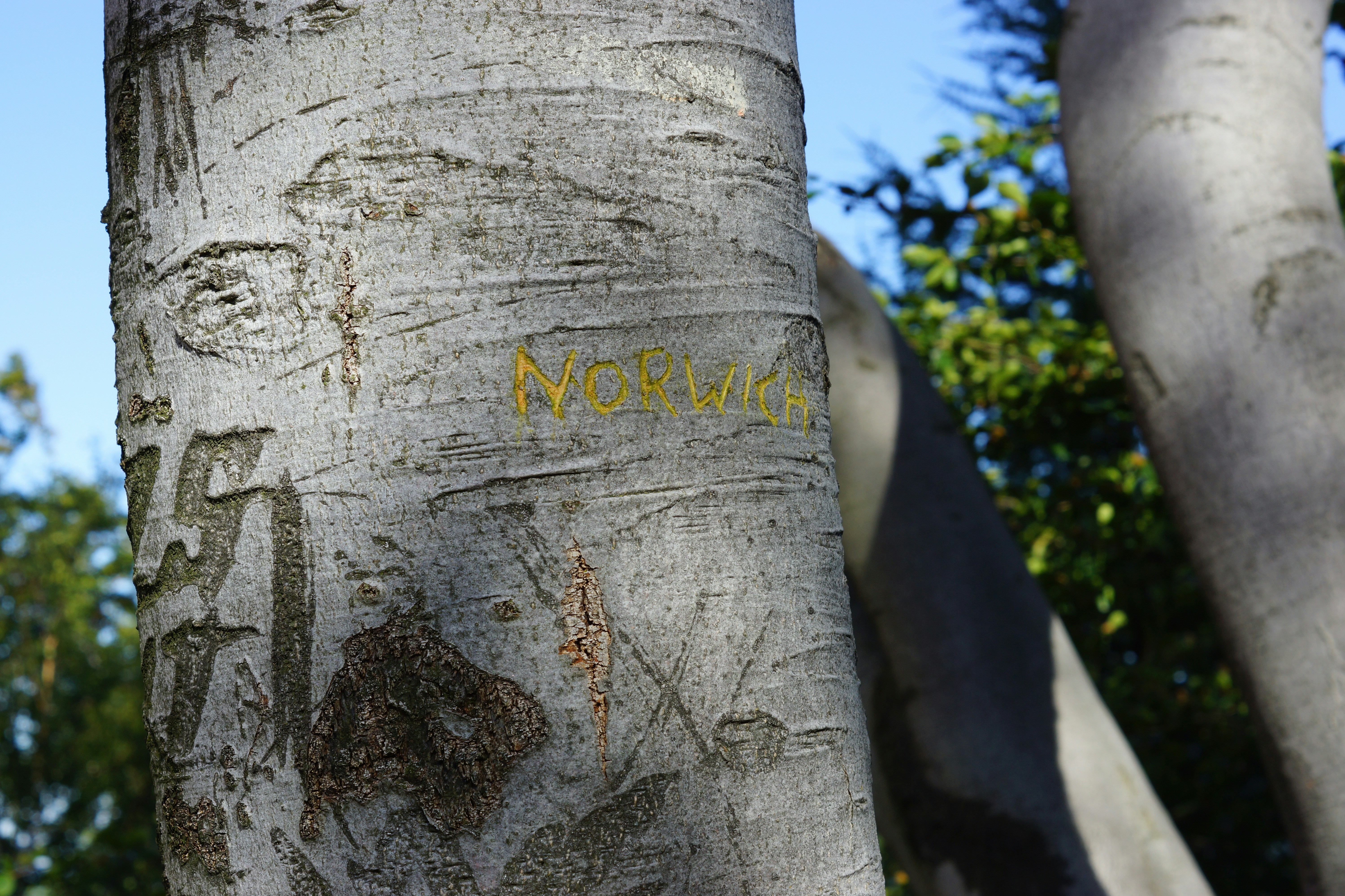 brown tree trunk with green leaves