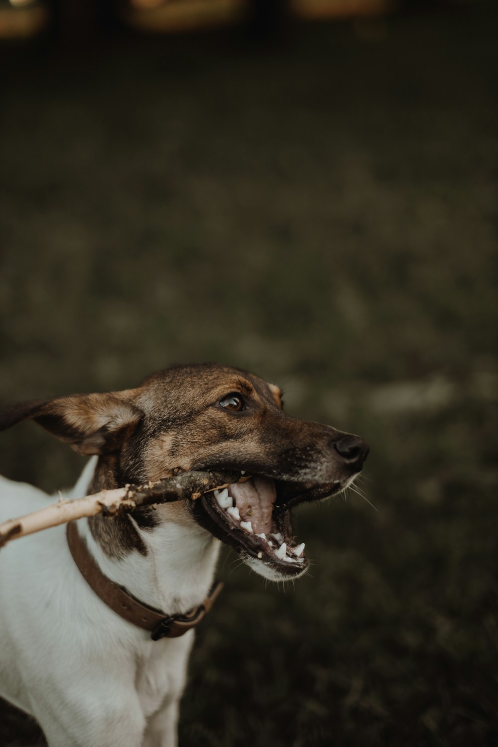 Perro de pelo corto marrón y blanco