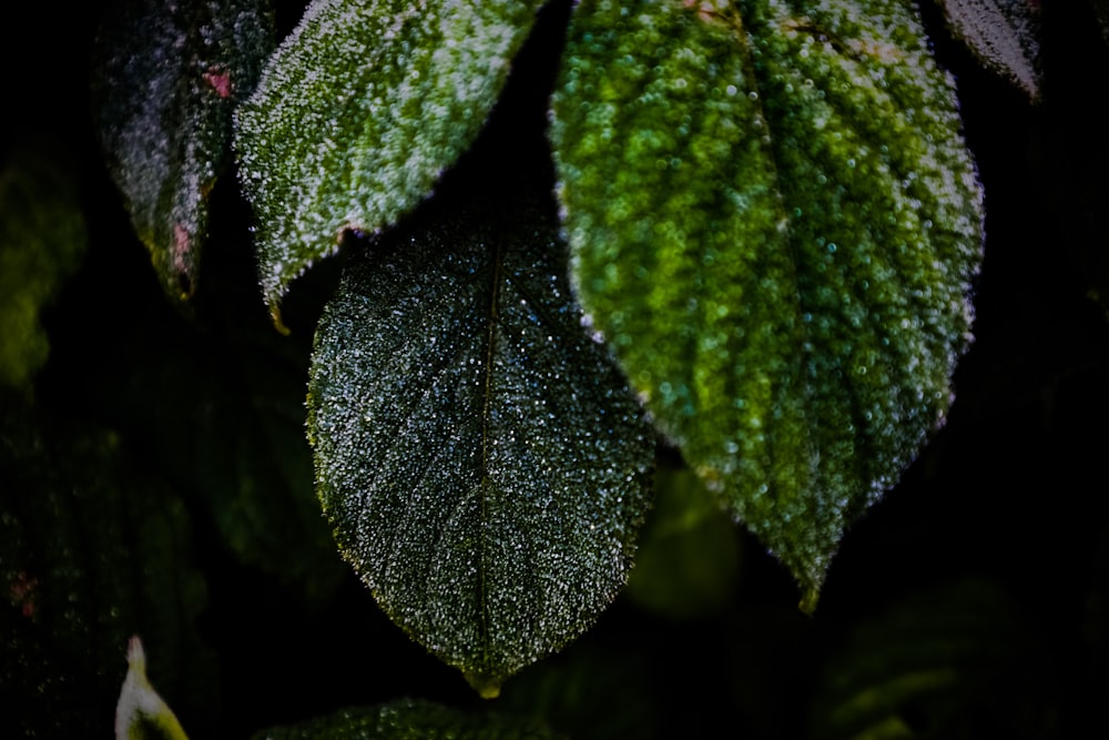 green leaves with water droplets