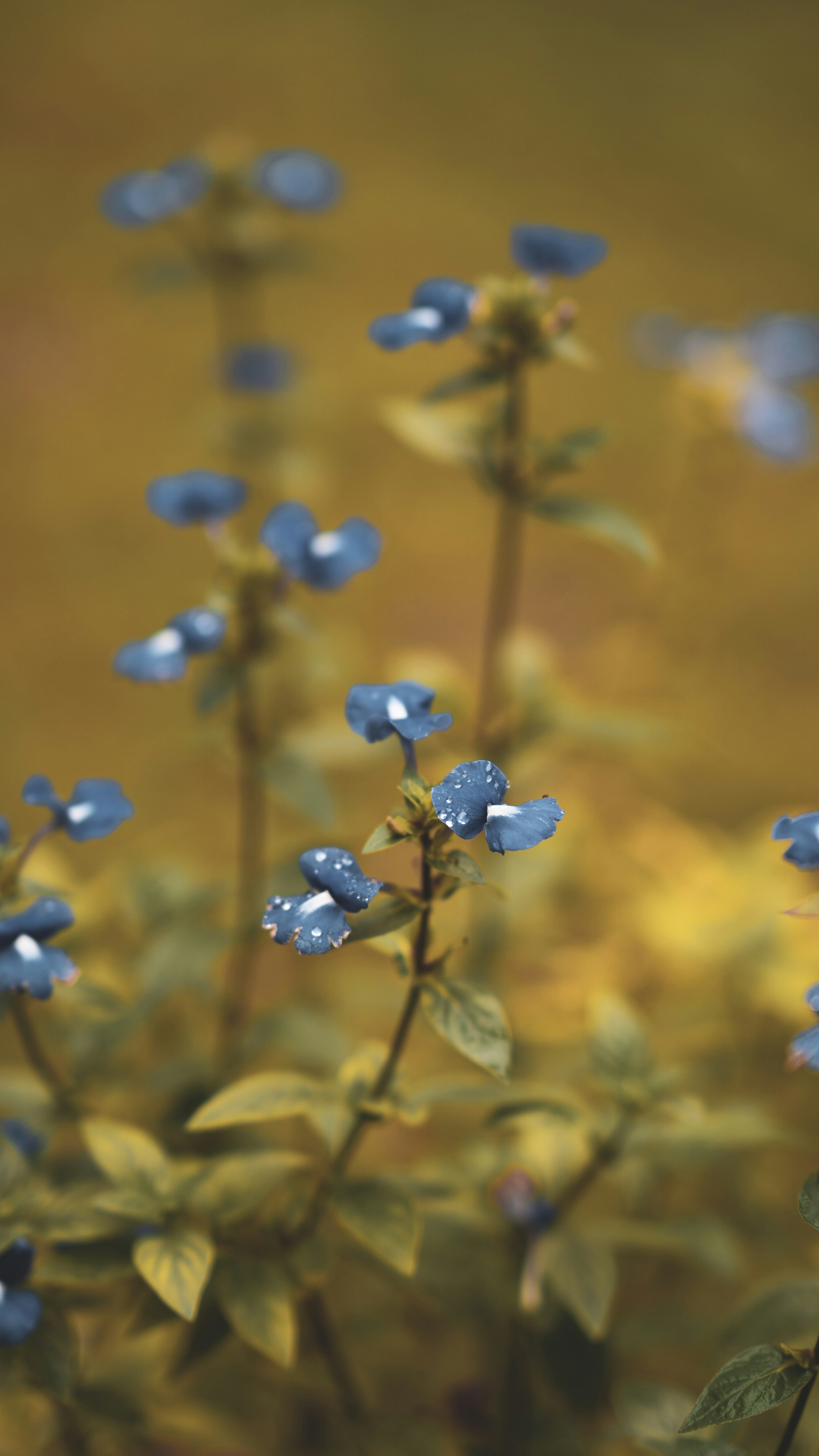 Fleurs bleues dans une lentille à bascule