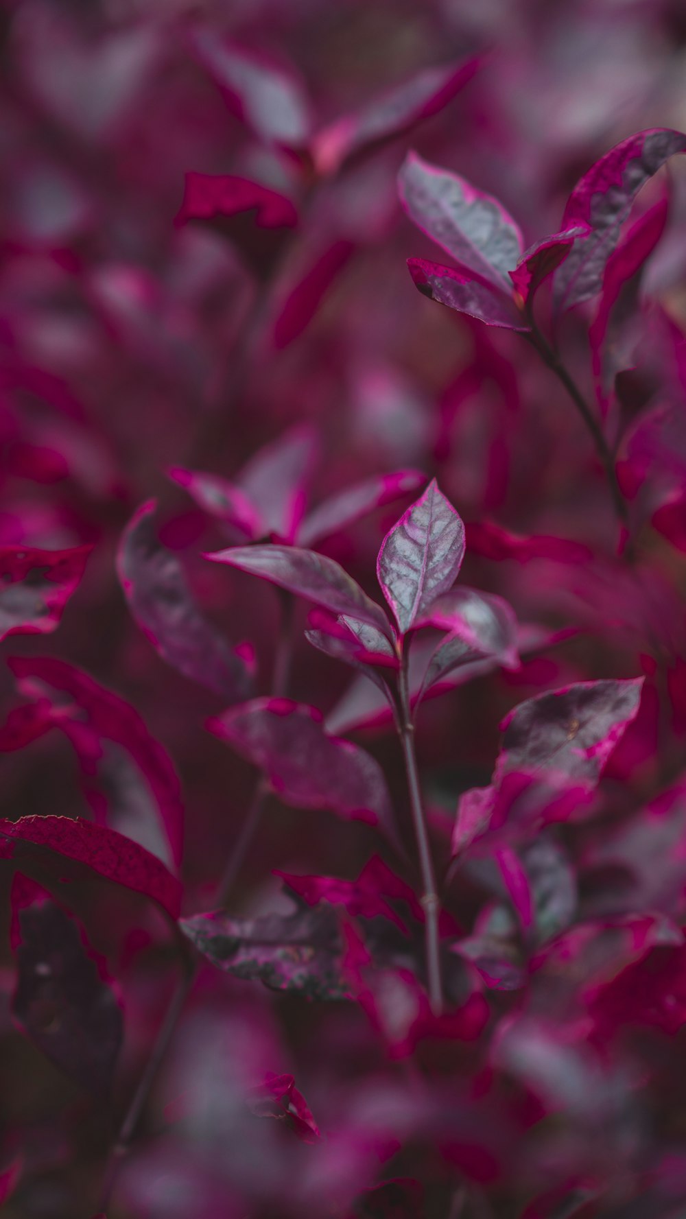 red and green plant in close up photography