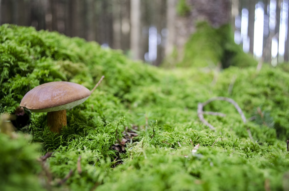 brown mushroom on green grass during daytime