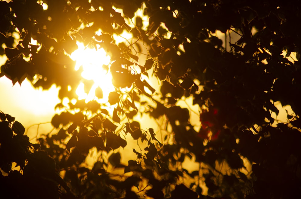 sun behind green leaves during daytime