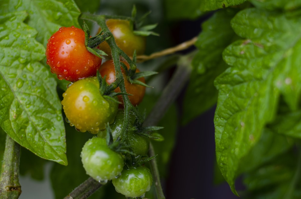 red and green fruits on tree branch