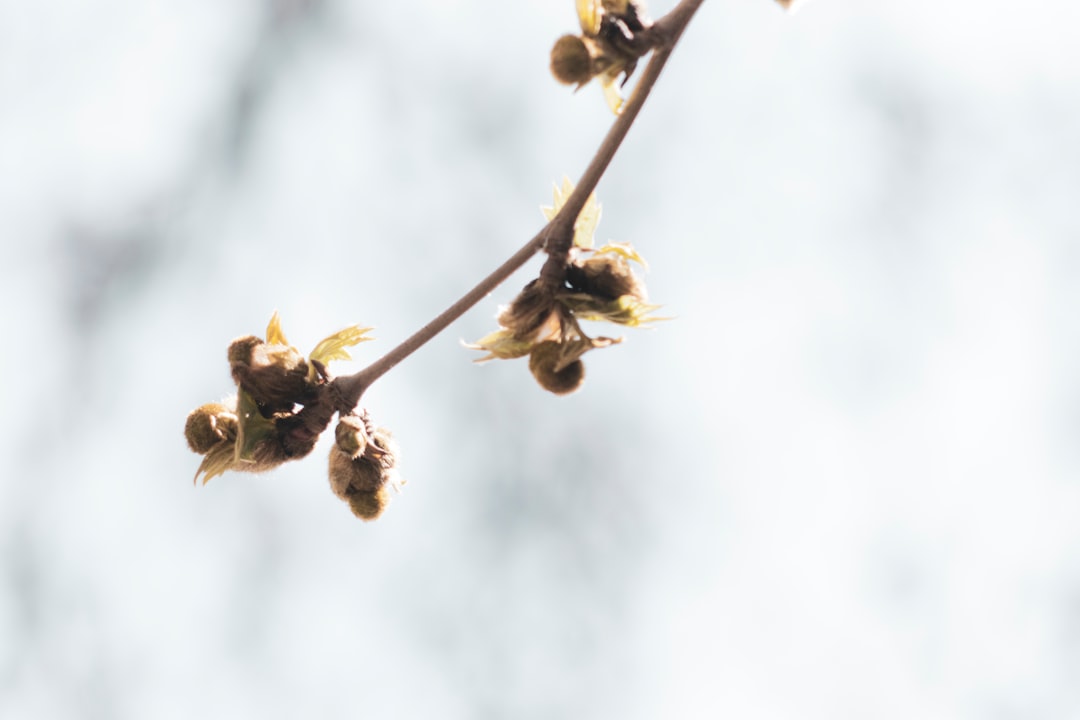 brown and yellow flower buds