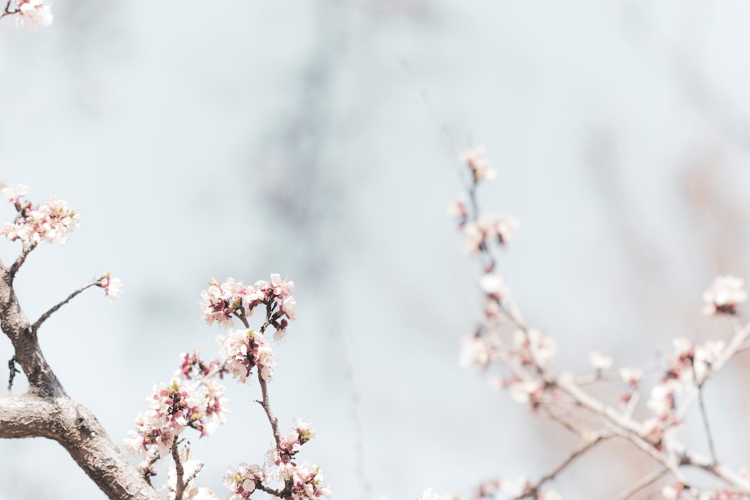 pink cherry blossom in close up photography