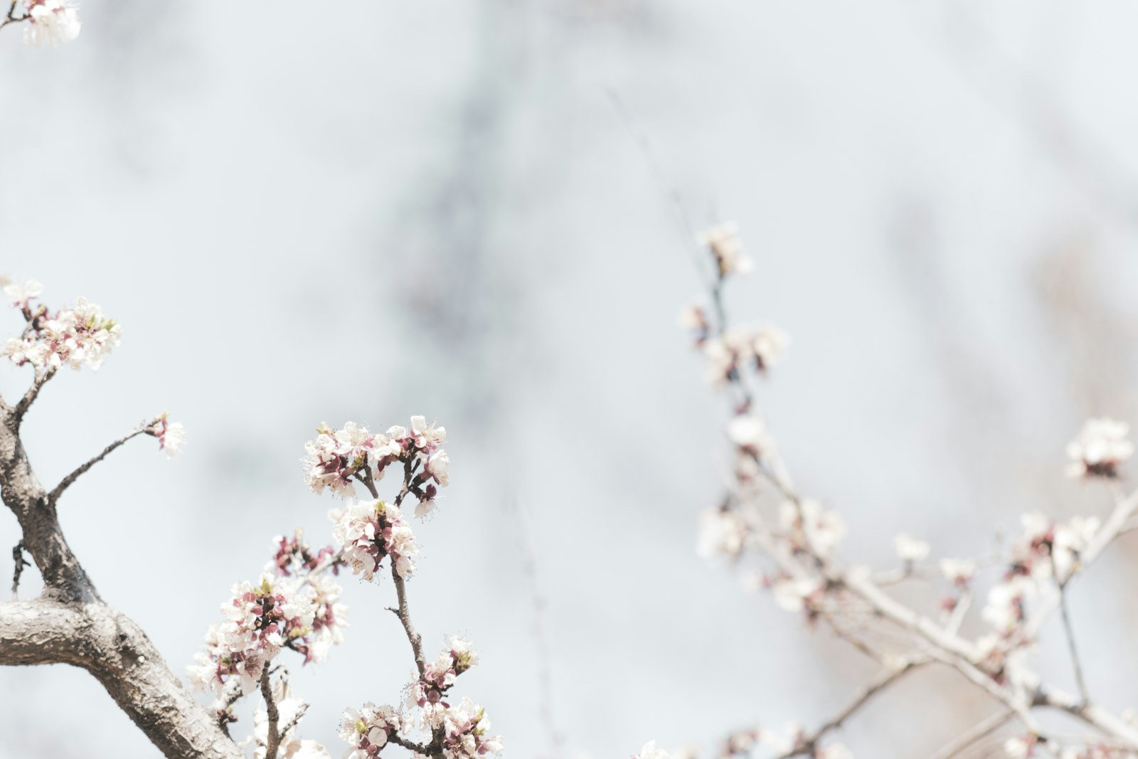 AF Nikkor 70-210mm f/4-5.6 sample photo. Pink cherry blossom in photography