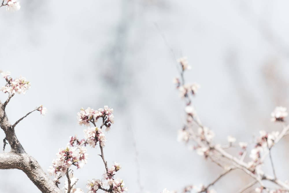 pink cherry blossom in close up photography