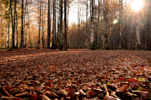 A serene forest floor covered in rich earth and fallen leaves, sunlight filtering through the canopy