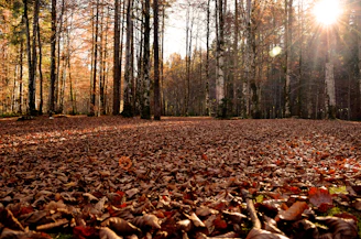 A serene forest floor covered in rich earth and fallen leaves, sunlight filtering through the canopy