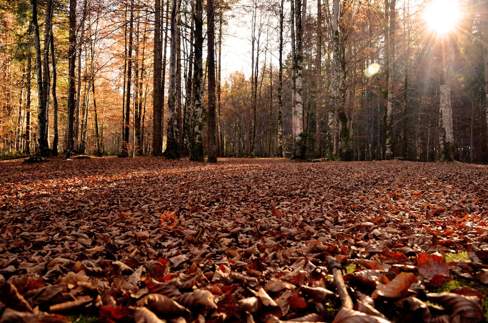 dried leaves on ground during daytime