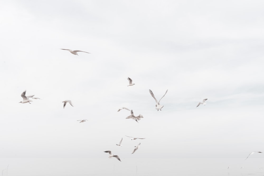 bando de pássaros voando sob nuvens brancas durante o dia