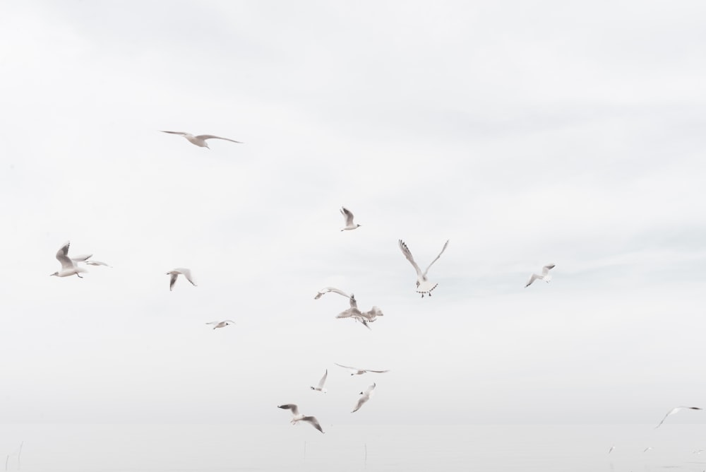 flock of birds flying under white clouds during daytime