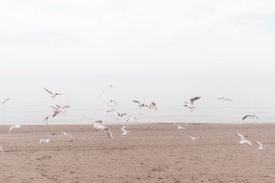 flock of birds on beach during daytime in Mazandaran Province Iran