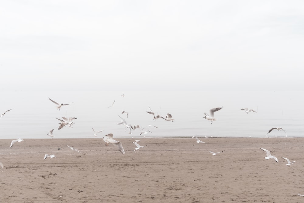 flock of birds on beach during daytime