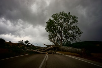 green tree beside gray asphalt road under gray cloudy sky