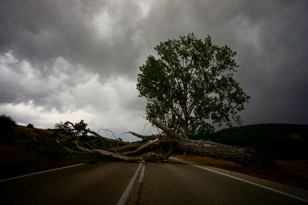 green tree beside gray asphalt road under gray cloudy sky