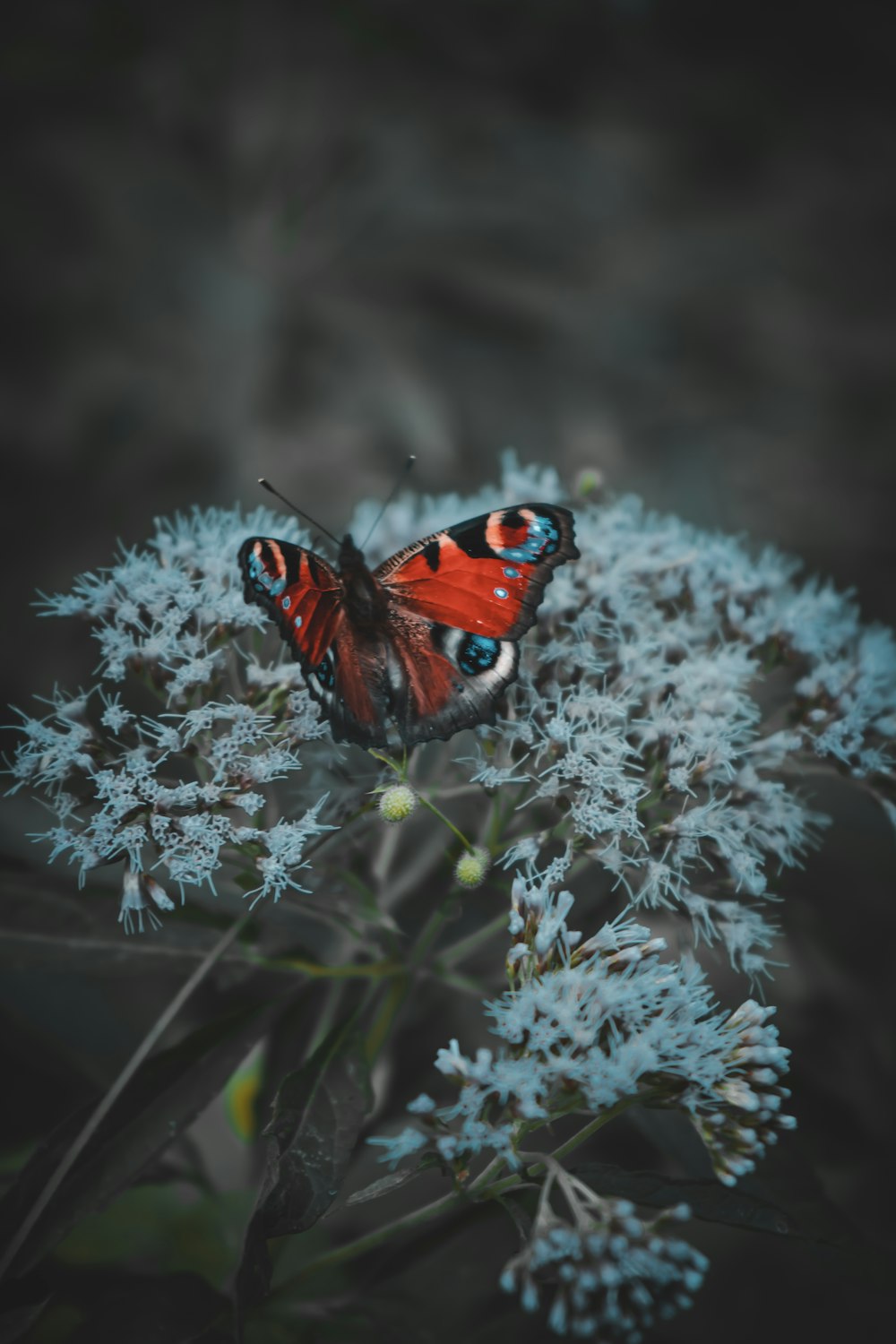 peacock butterfly perched on white flower in close up photography during daytime