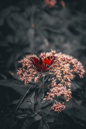 peacock butterfly perched on white and pink flower in close up photography during daytime