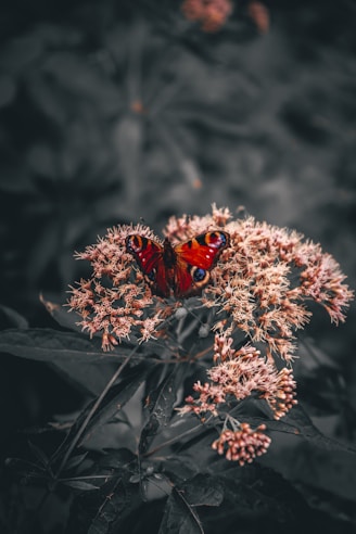 peacock butterfly perched on white and pink flower in close up photography during daytime